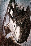 shelob2.jpg